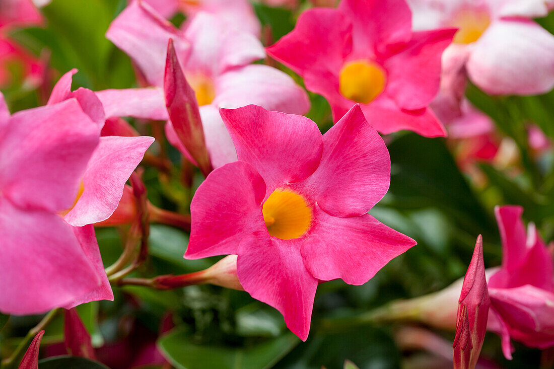 Mandevilla sanderi Sundaville® 'Rio Hot Pink'