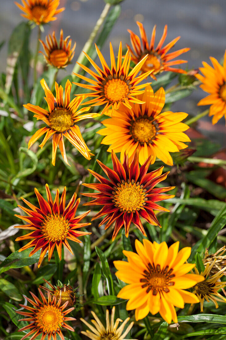 Gazania rigens