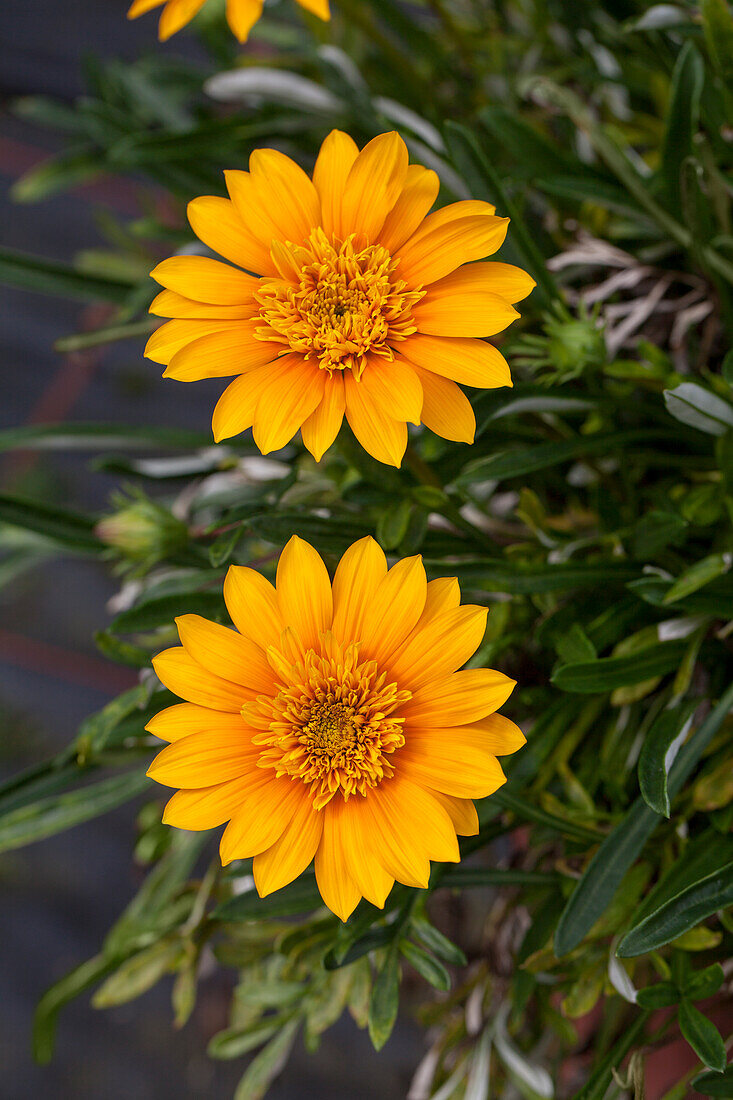 Gazania Sunbathers® 'Nahui'