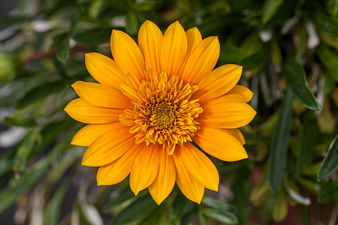 Gazania Sunbathers® 'Nahui' Gazania Sunbathers® 'Nahui'