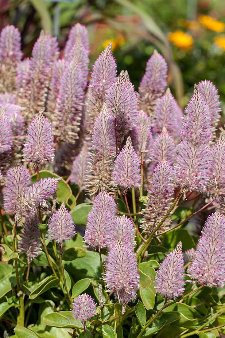 Ptilotus exaltatus 'Joey'®