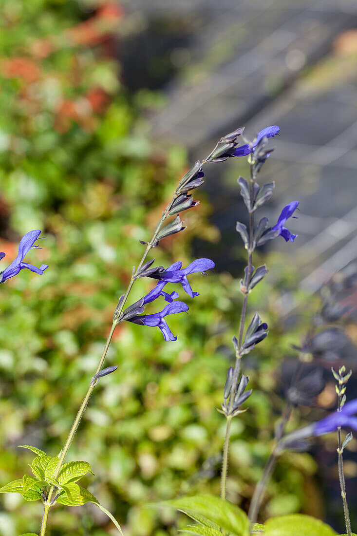 Salvia guaranitica 'Black And Blue'