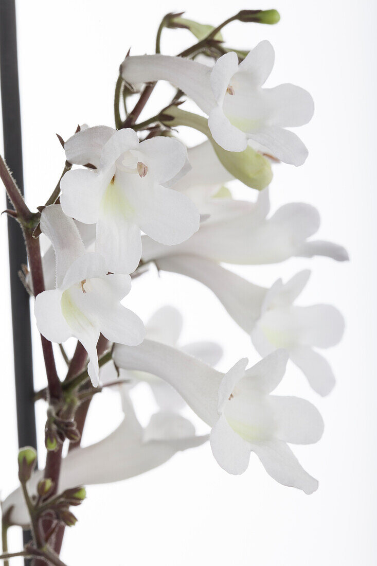 Streptocarpus