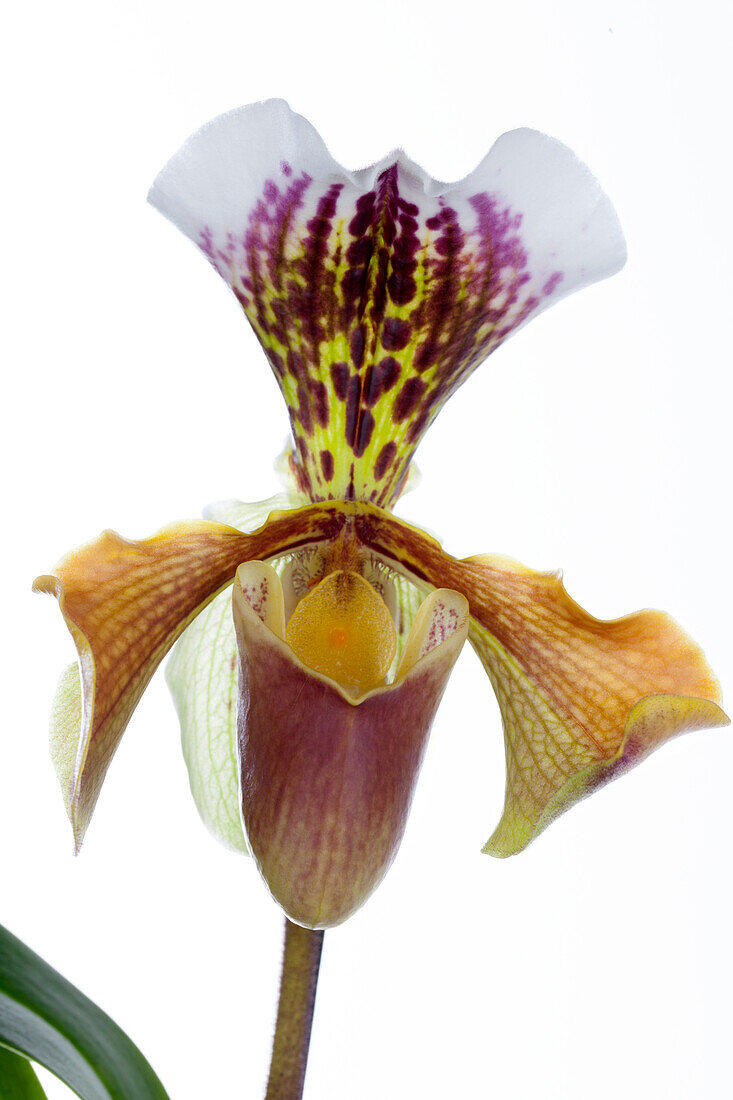 Paphiopedilum