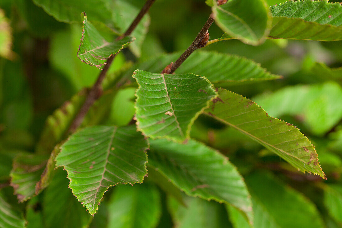 Carpinus betulus Fastigiata