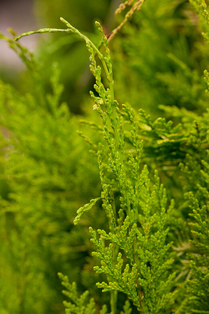 Chamaecyparis lawsoniana Golden Wonder