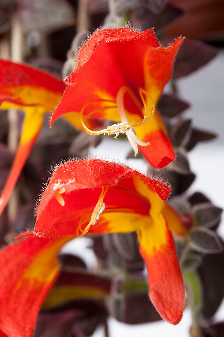 Columnea gloriosa