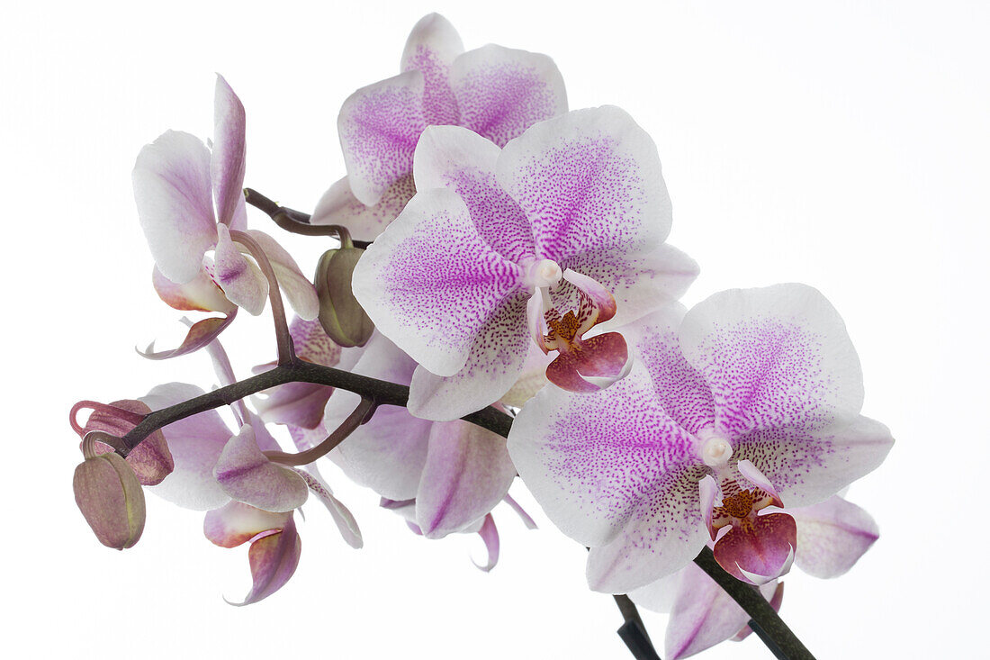 Phalaenopsis