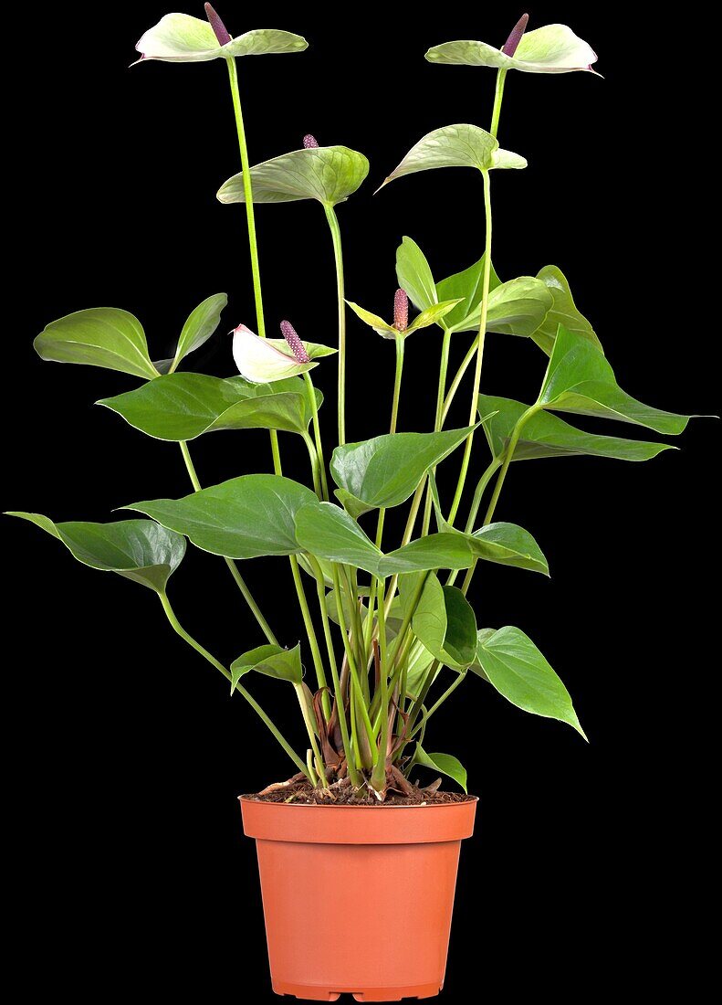 Anthurium x andreanum