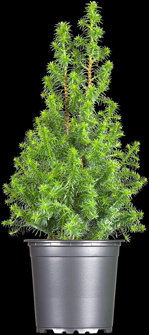 Chamaecyparis thyoides 'Top Point'