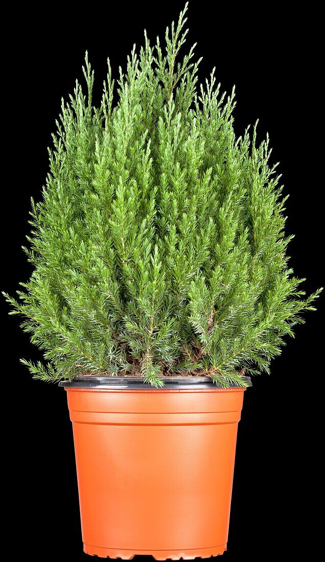 Juniperus chinensis 'Stricta'