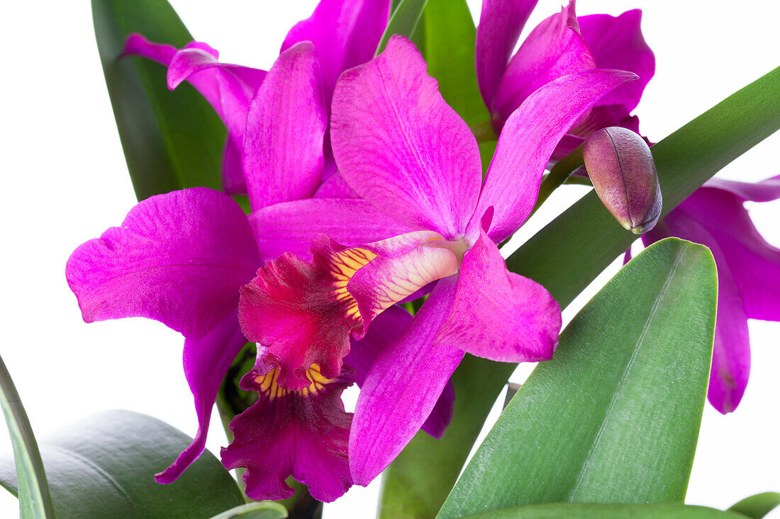 Cattleya