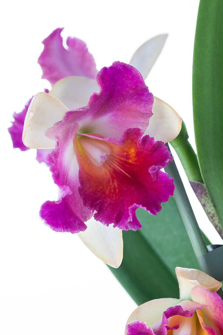 Cattleya