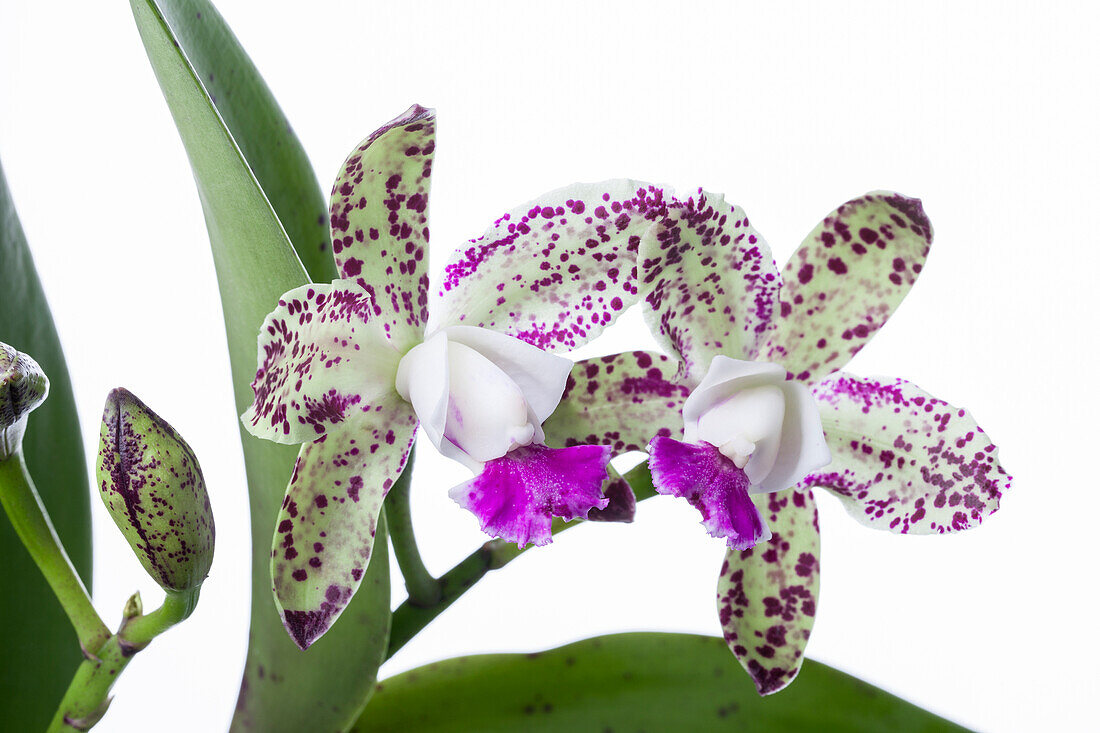 Cattleya