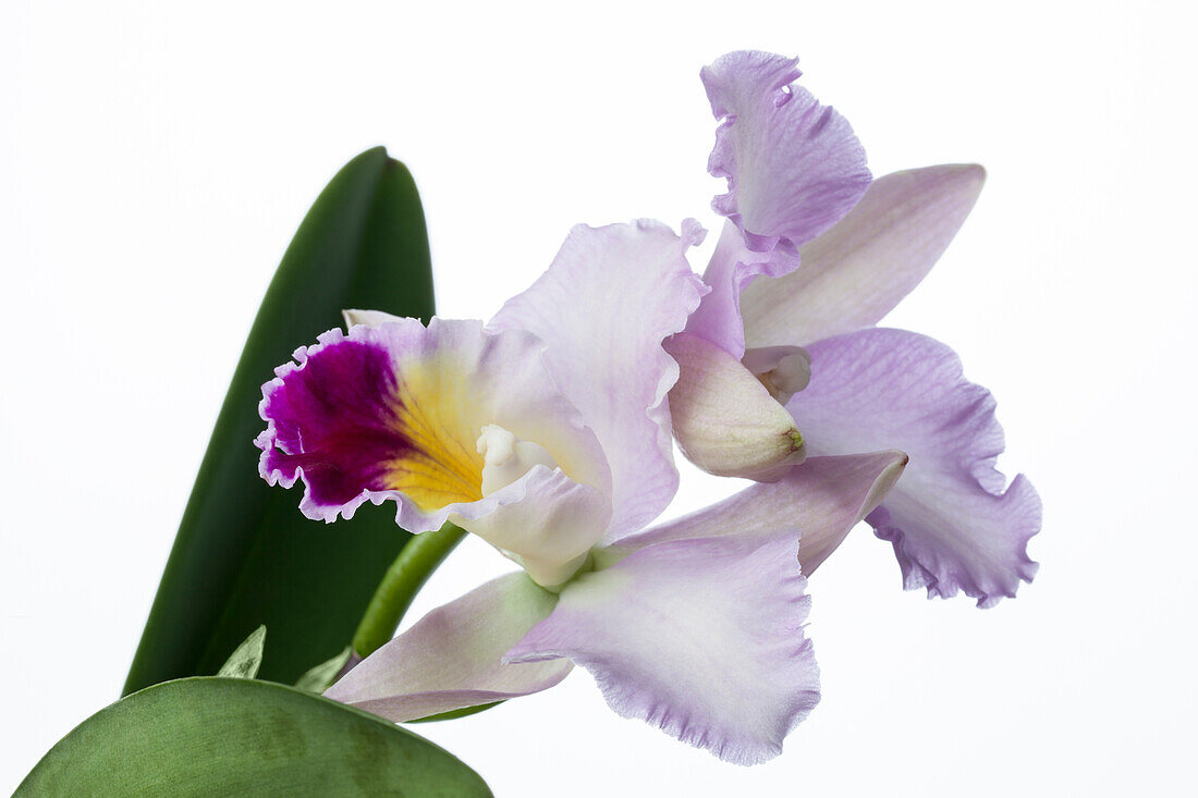 Cattleya