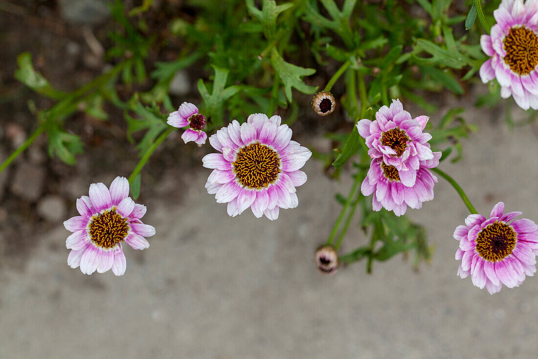 Argyranthemum frutescens 'Reflection Pink'