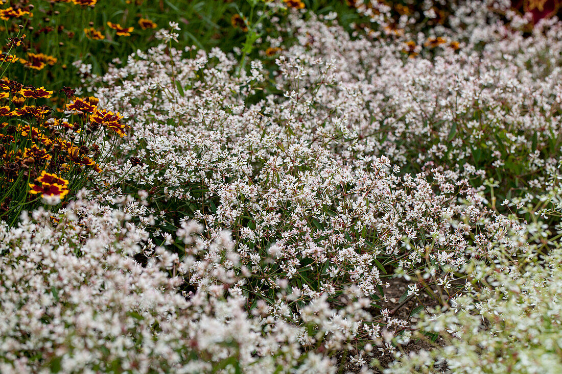 Euphorbia hypericifolia 'Diwali™ White Blast'