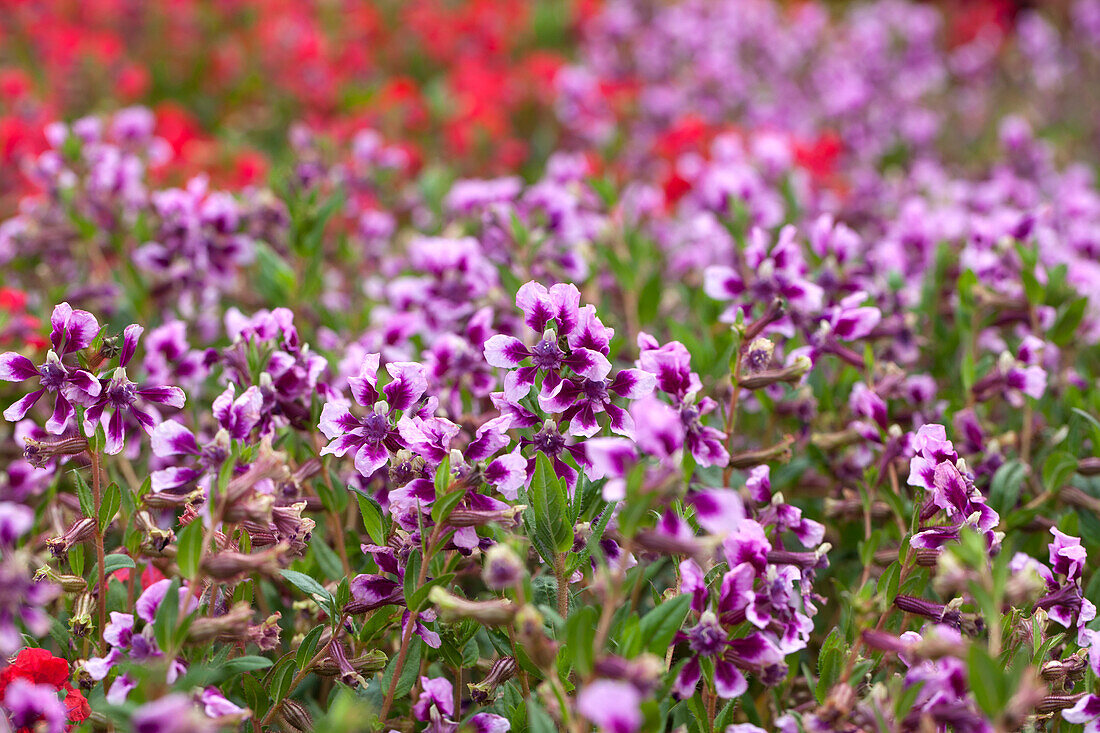 Cuphea llavea 'Vienco Lavender'