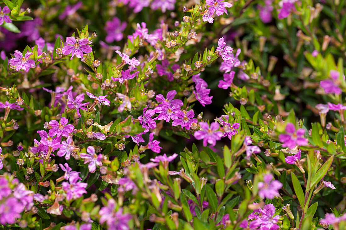 Cuphea hyssopifolia Cupid™ 'Purple Improved'