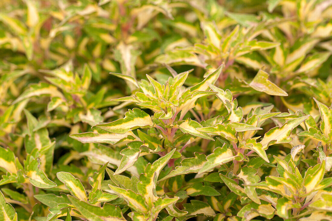 Plectranthus scutellarioides ColorBlaze® 'Alligator Tears'