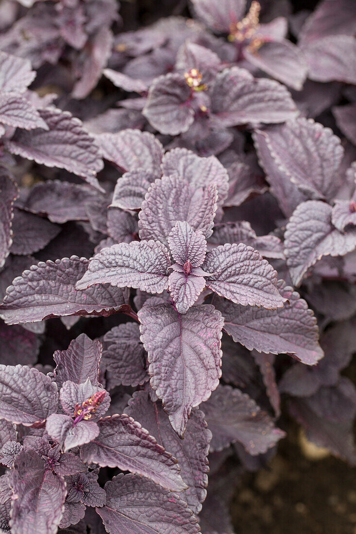 Solenostemon 'Black Prince'