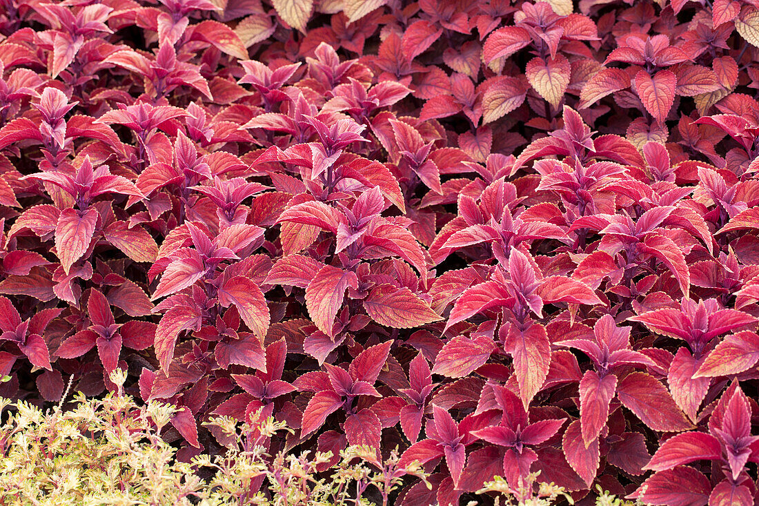 Plectranthus scutellarioides 'Oxblood'