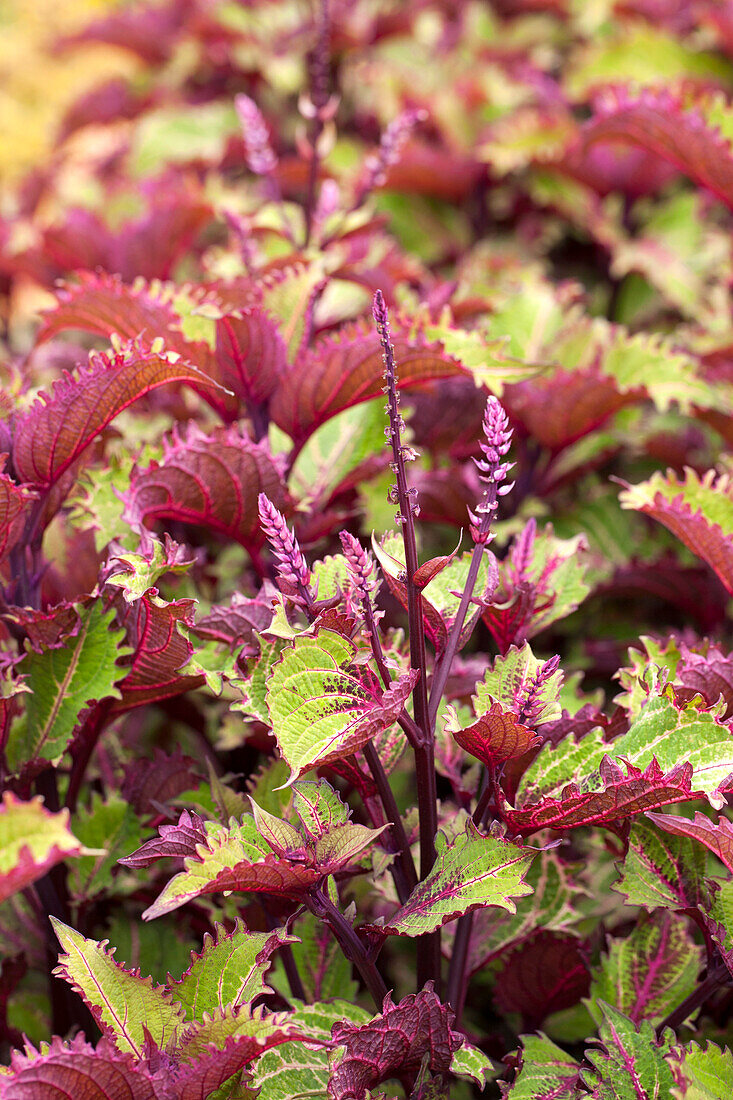 Coleus 'Peter's Wonder'