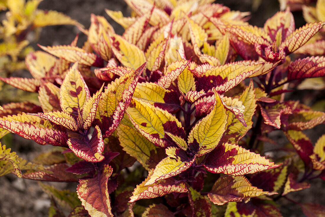 Coleus 'Pineapple Beauty'