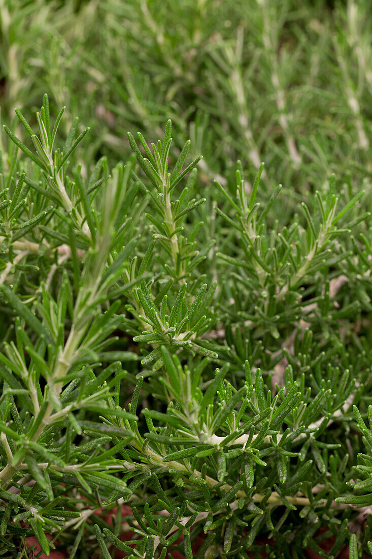 Rosmarinus officinalis Prostratus