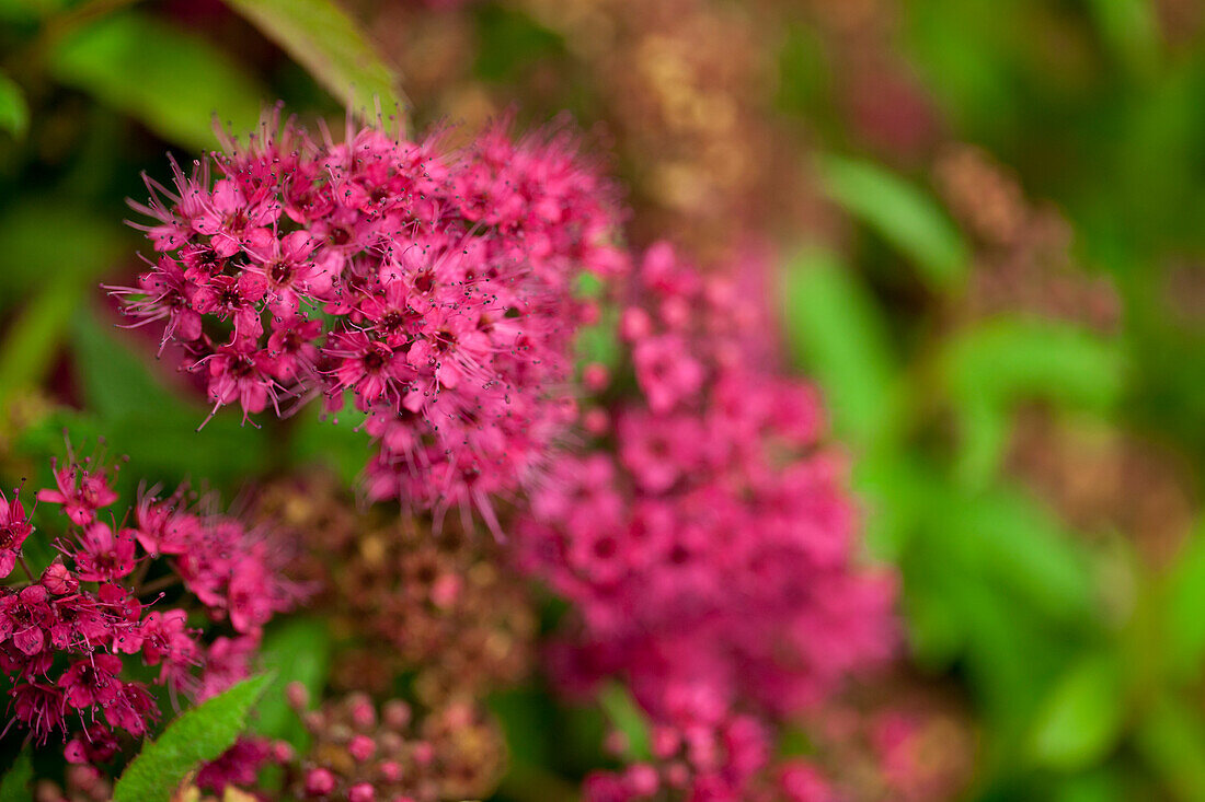 Spiraea japonica 'Anthony Waterer