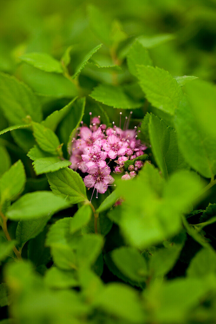 Spiraea japonica 'Little Princess'