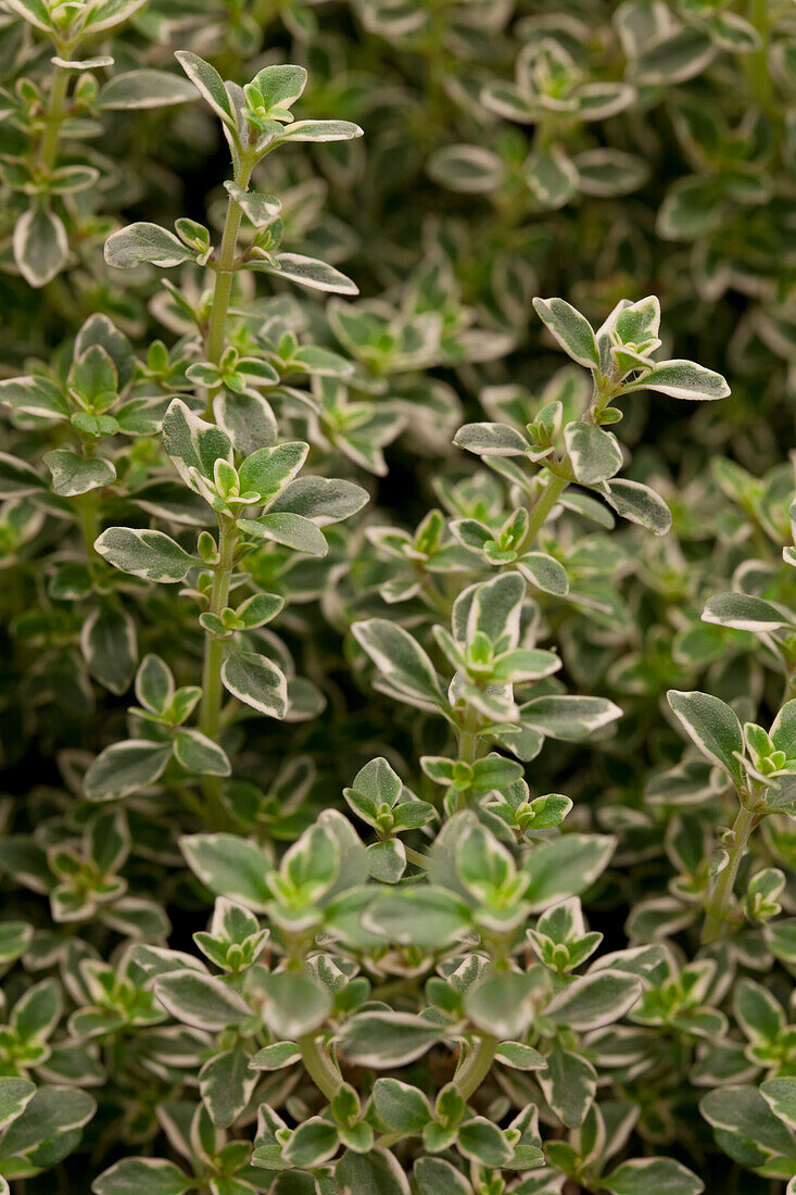 Thymus x citriodorus 'Variegatus'