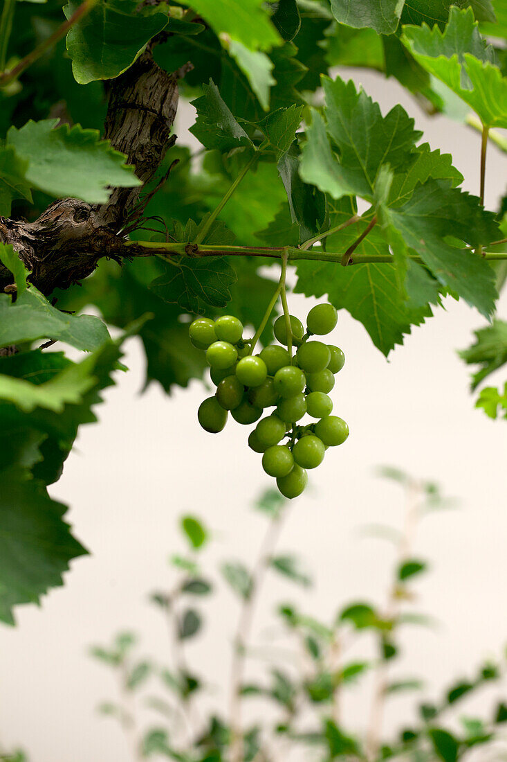 Vitis vinifera