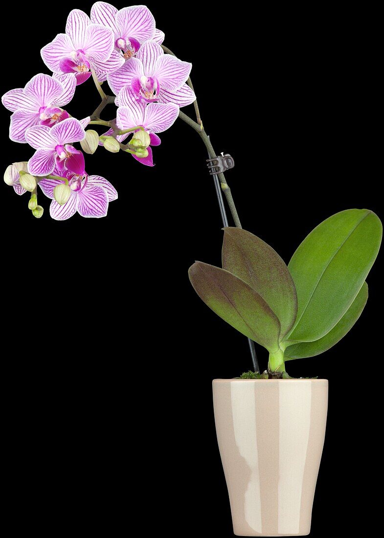 Phalaenopsis, rosa