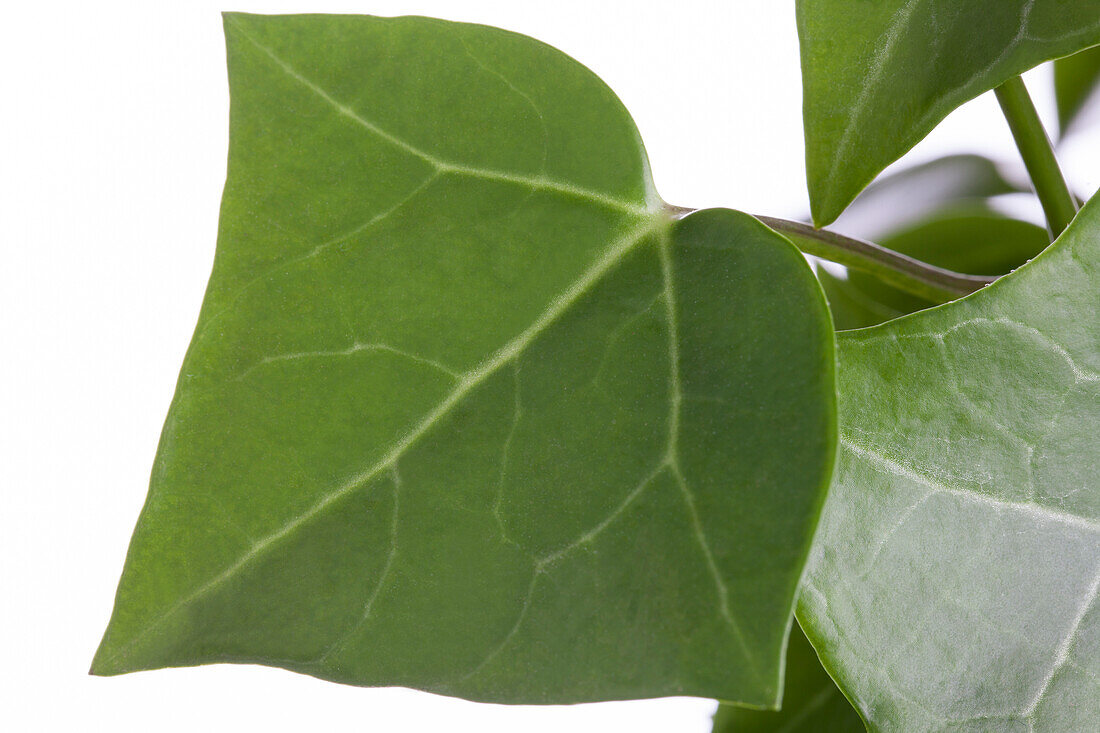 Senecio macroglossus