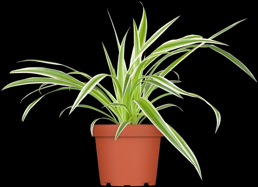 Chlorophytum comosum 'Variegatum'