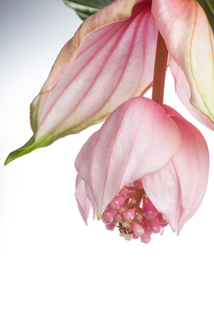 Medinilla magnifica