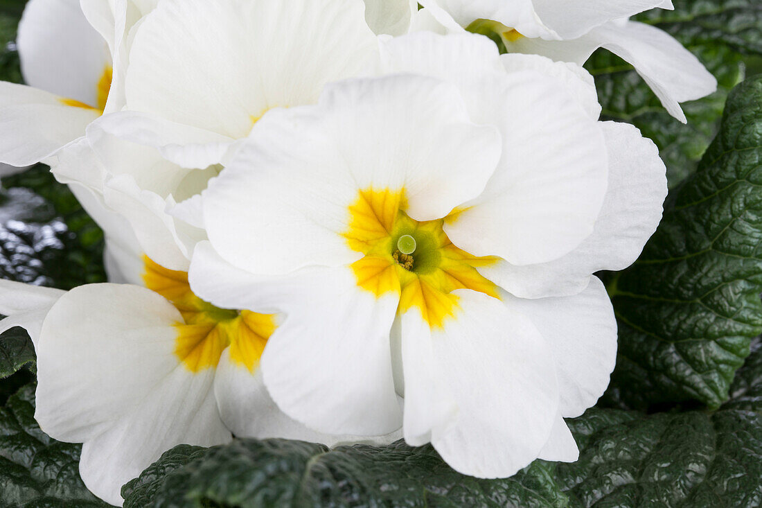 Primula vulgaris