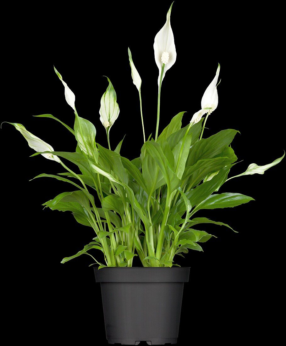 Spathiphyllum floribundum 'Chopin'