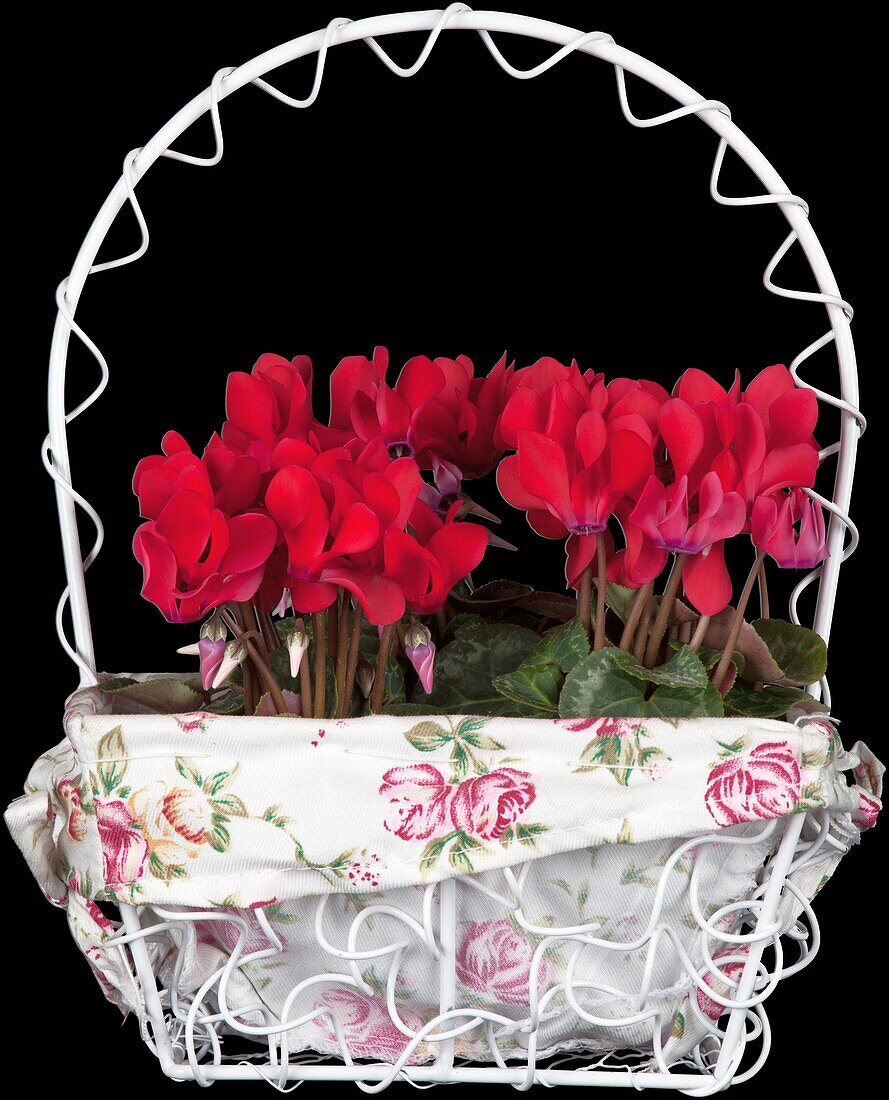 Cyclamen Midi Wella