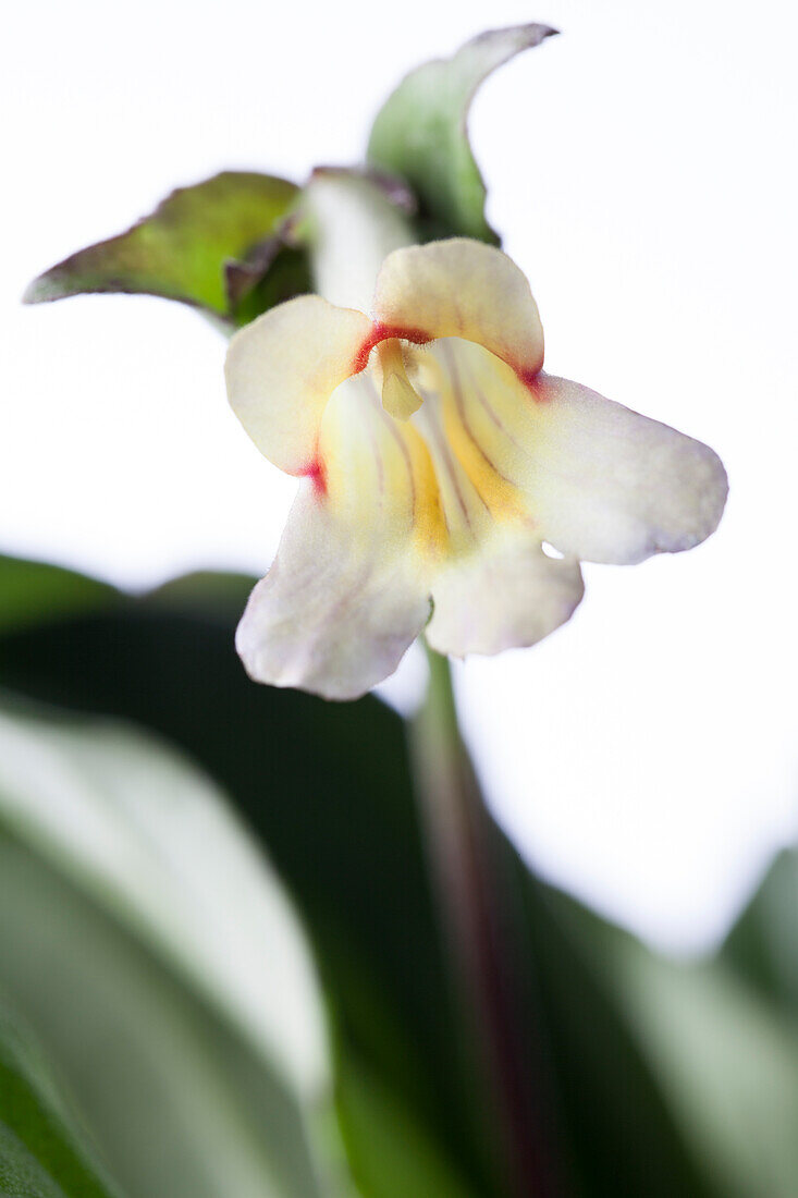 Chirita linearifolia