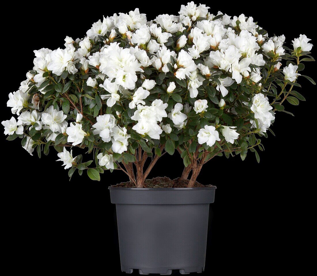 Rhododendron simsii