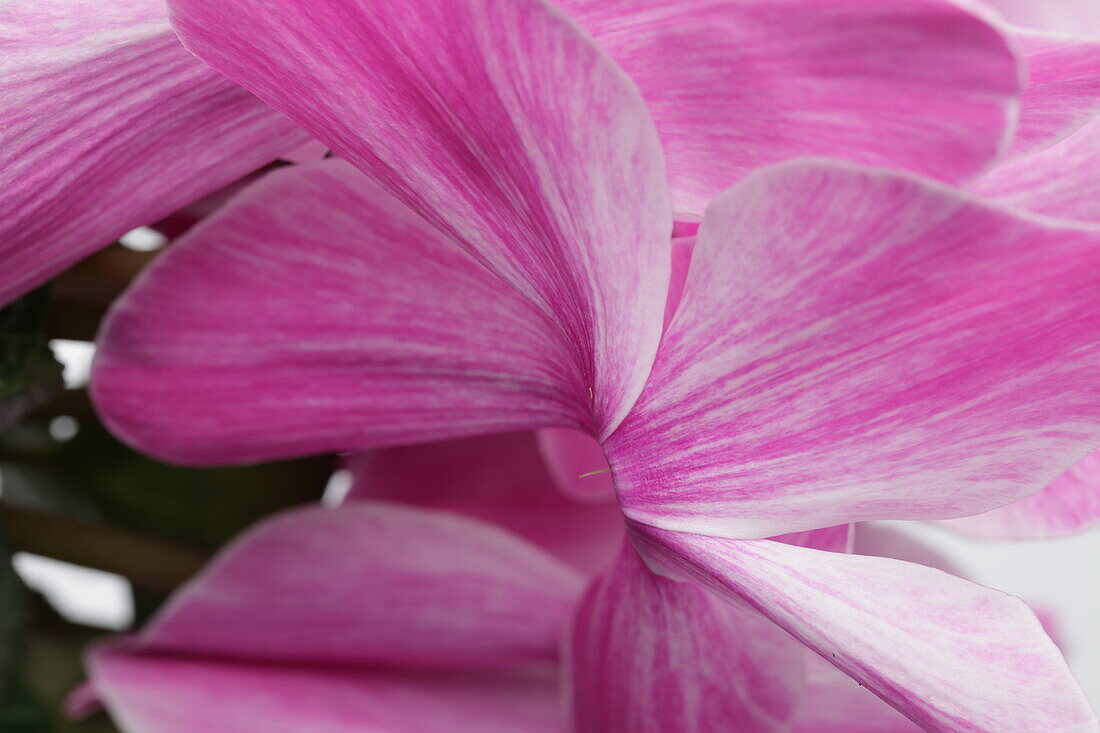 Cyclamen Gr Halios Gevla