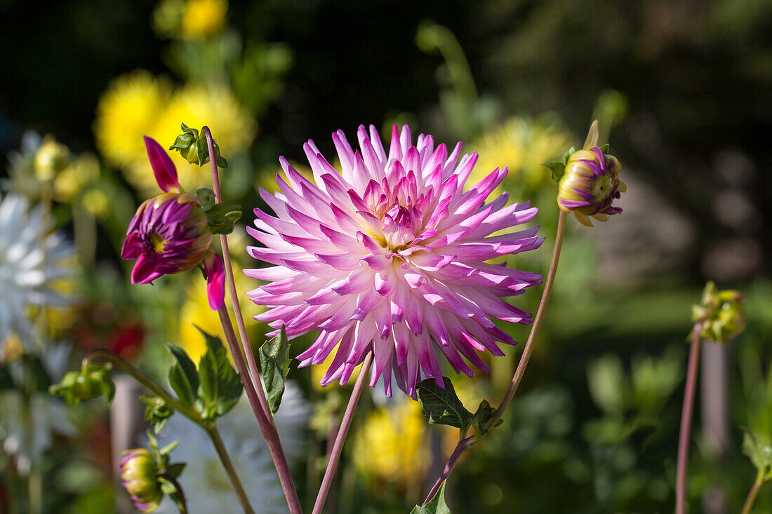 Dahlia Cactus