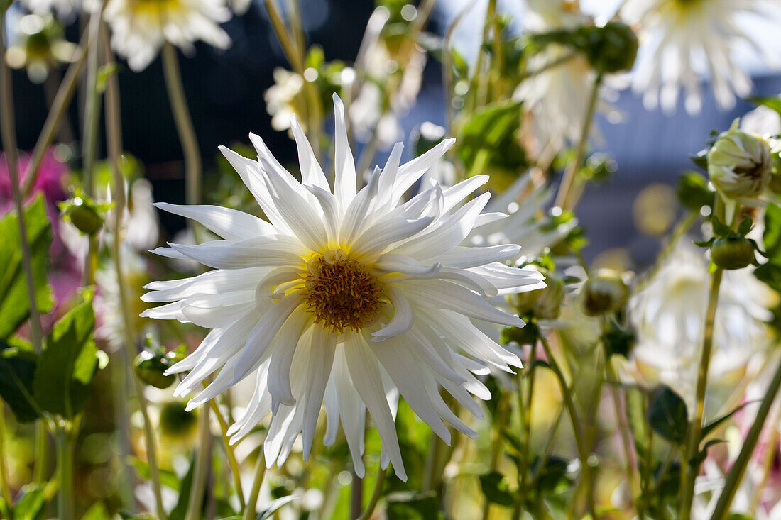 Dahlia Semi-Cactus, white