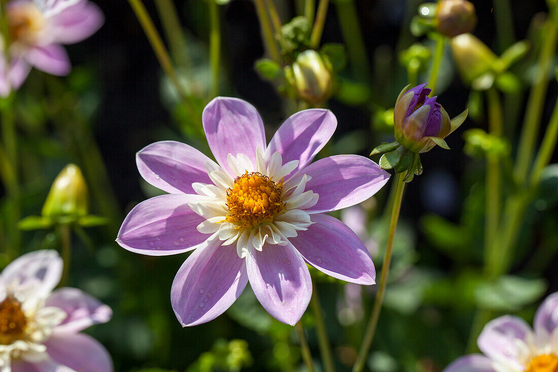 Dahlia 'Willie Willie'