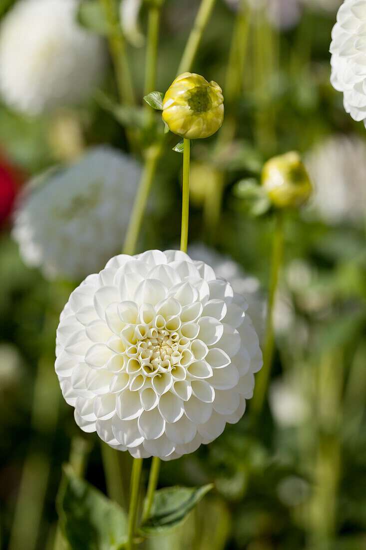 Dahlia White Aster