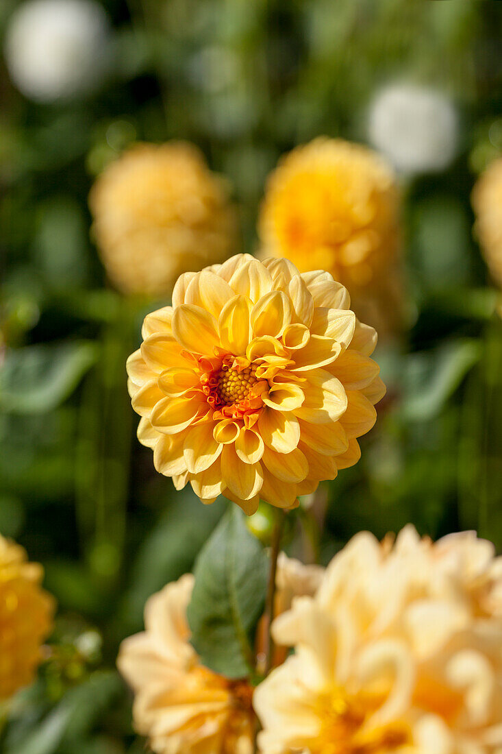 Dahlia, gelb 