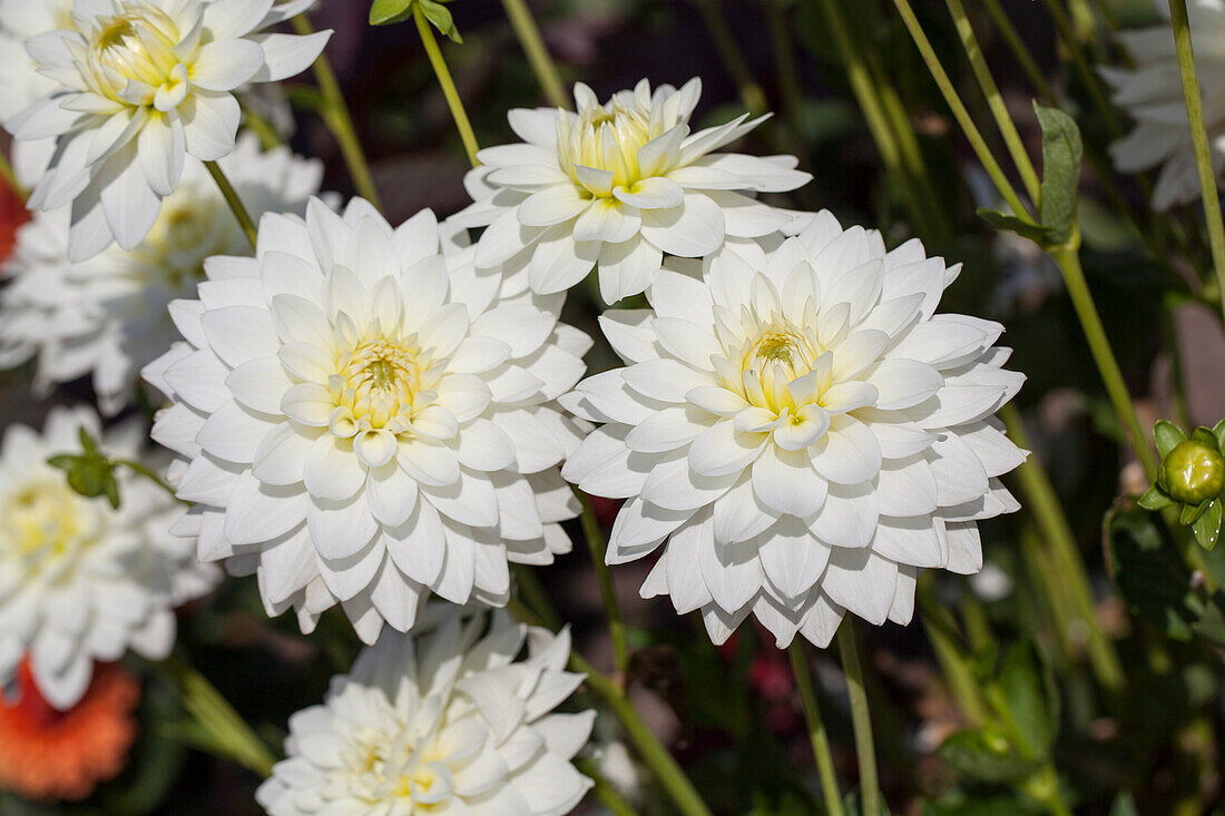 Dahlia 'Karma Maarten Zwaan'