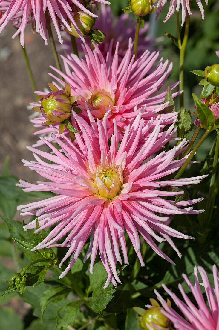 Dahlia 'Park Princess'